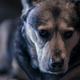 Illustration for article titled 39 *Scratchy Scratchy* Photos of Dogs